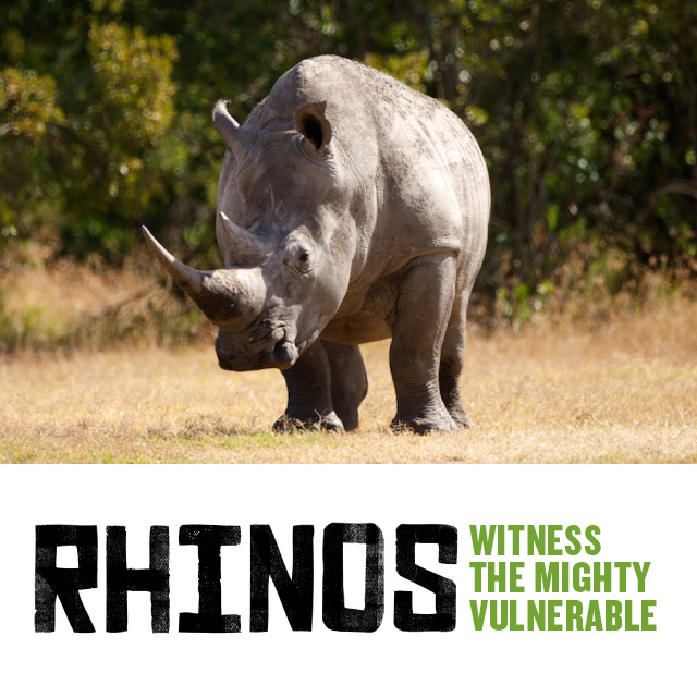 Rhinos