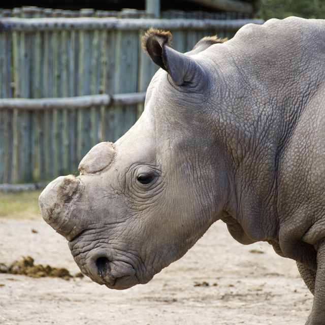 At home with the world's last male northern white rhinoceros