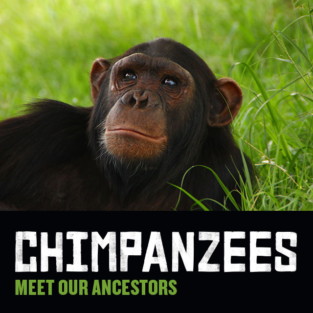 Chimpanzees