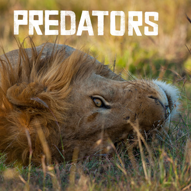 Predators