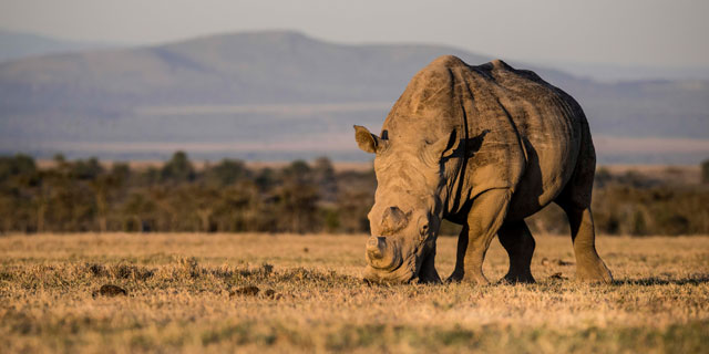 A Southern White Rhino at Ol Pejeta Conservancy