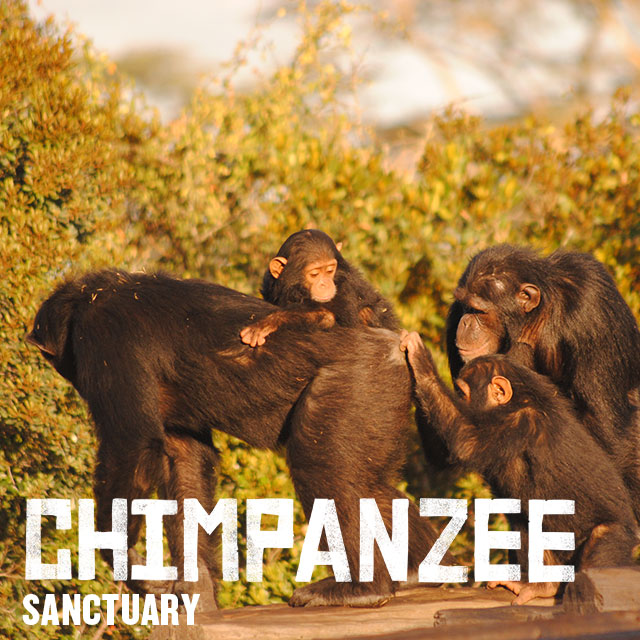 Sweetwaters Chimpanzee Sanctuary
