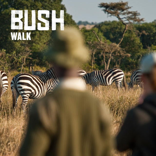 Bush walk