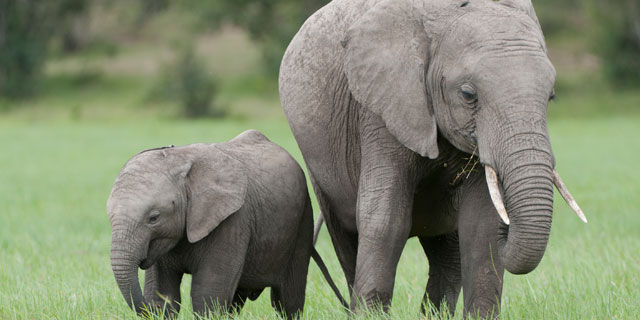 elephants