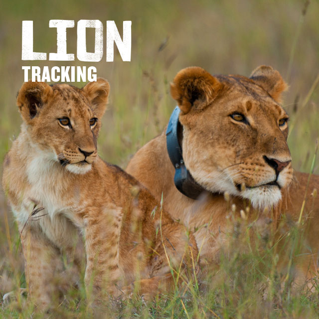 Lion Tracking