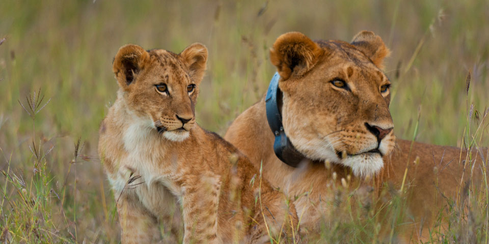 lion-tracking