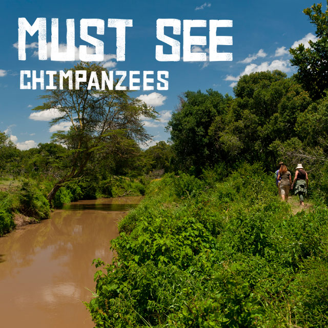 Must See - Chimpanzees