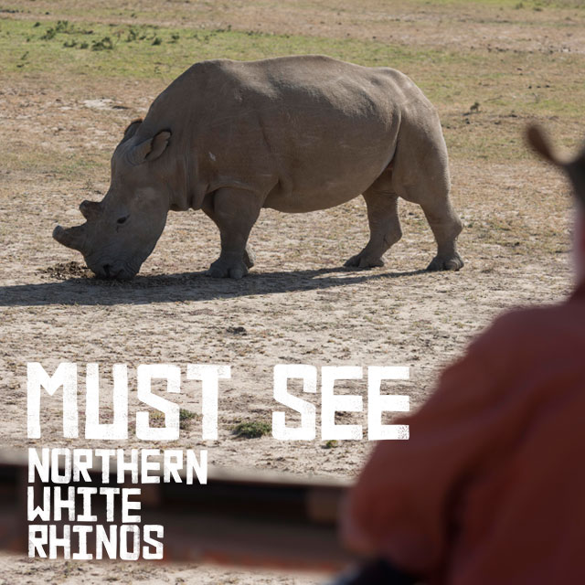 Must See - Northern White Rhinos