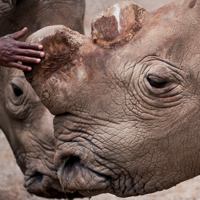 This is our last chance to save the northern white rhino - are you in?