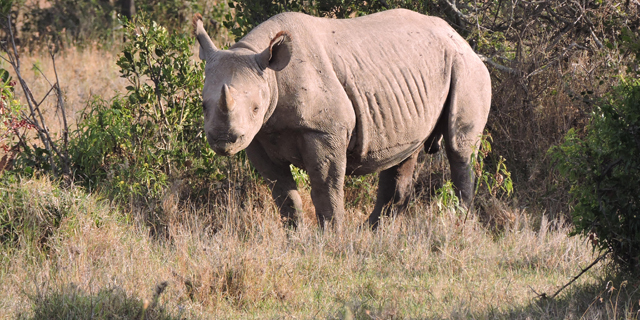 Story- An Early Start for Solo's Calf-He has recovered and is fully healed.