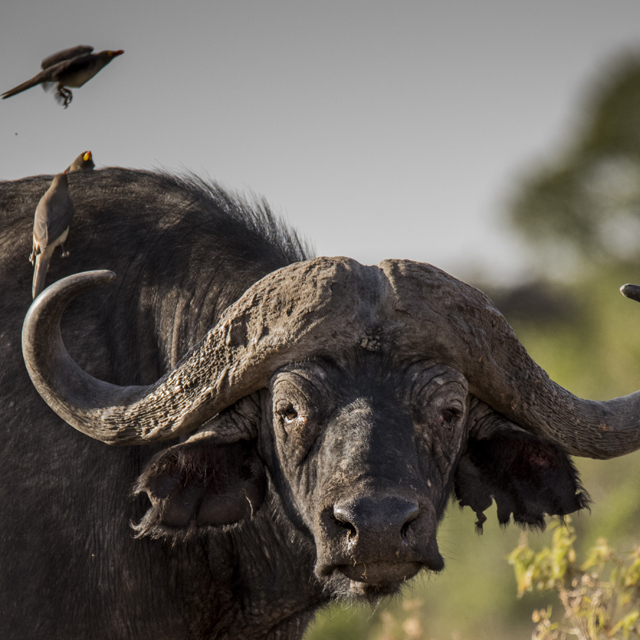 Wildlife and habitats