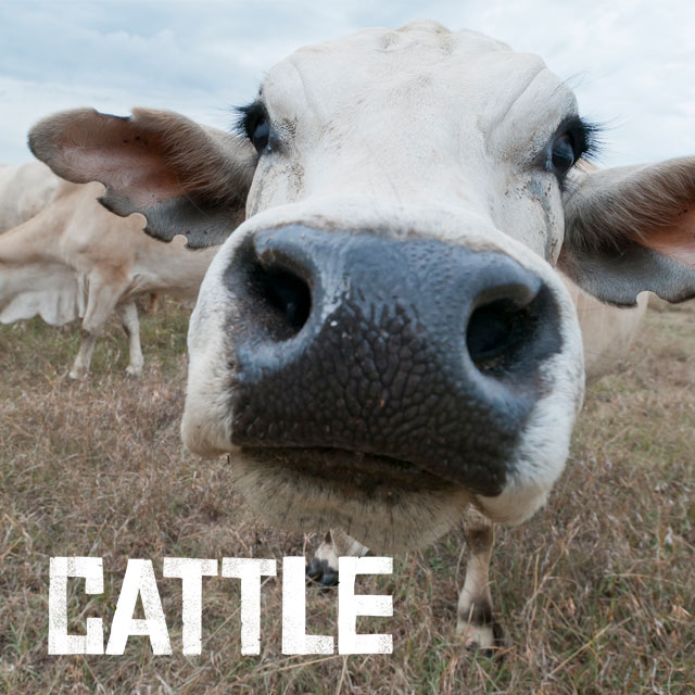 Cattle