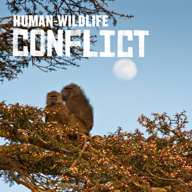 Human-wildlife conflict