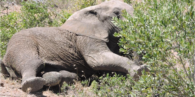 Elephant comes around mutara rescue aug15
