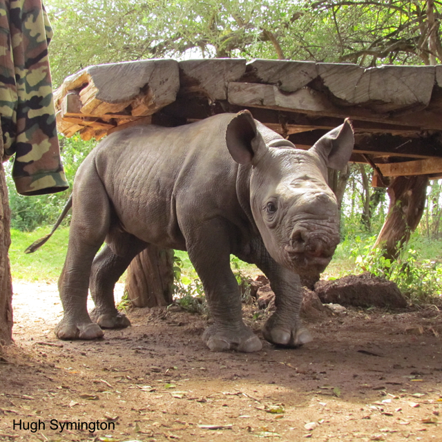 Ol Pejeta Orphan Hope Dies