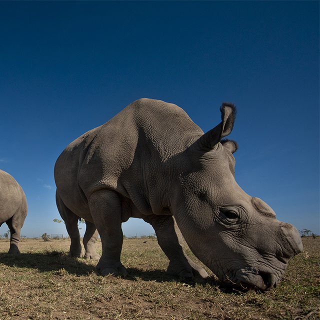 Seeking to Rewind Extinction – The Effort to Save the Northern White Rhino