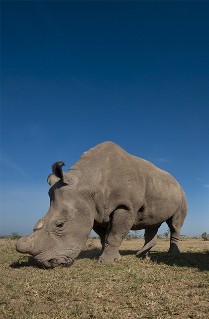 Seeking to Rewind Extinction – The Effort to Save the Northern White Rhino