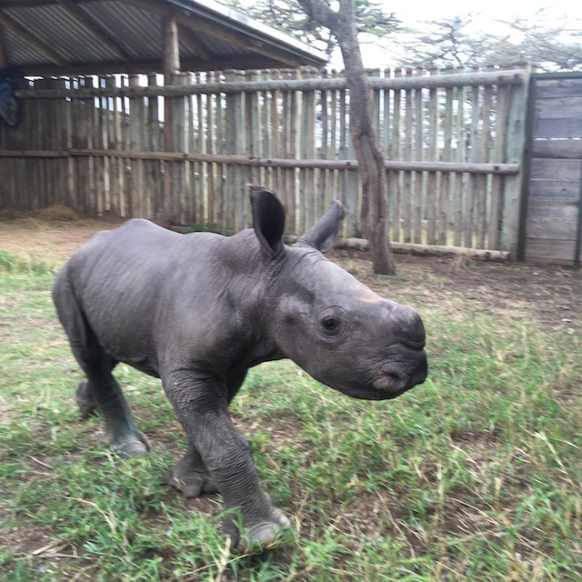 Abandoned Southern White Rhino Calf on Ol Pejeta