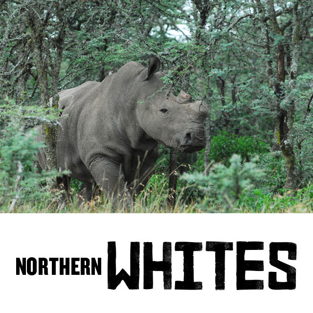 Northern white rhinos
