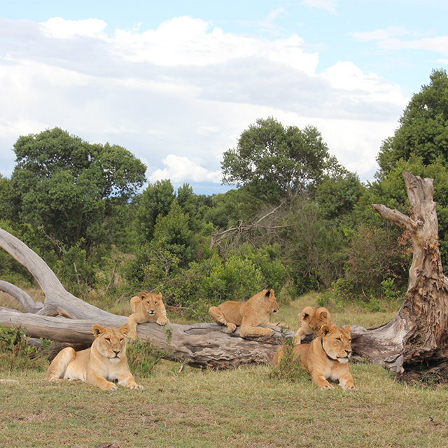 Lioness Loses Her Tail in Valiant Battle to Save Her Cubs