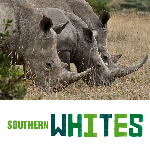 Southern white rhinos