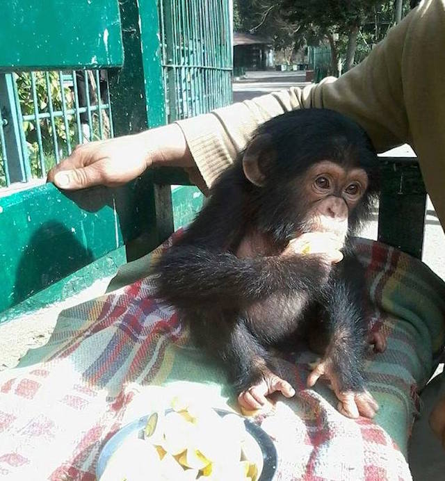 6Giza chimp