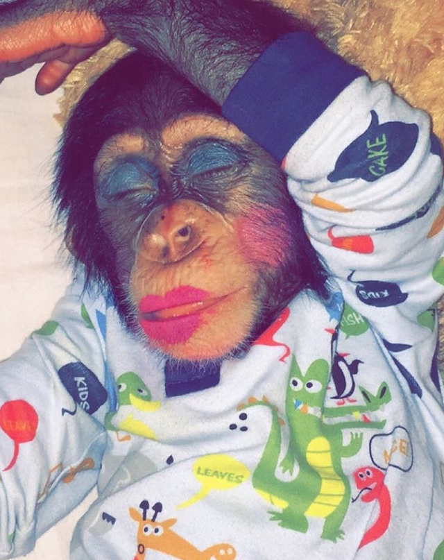 A baby chimpanzee in Kuwait decorated with garish cosmetics