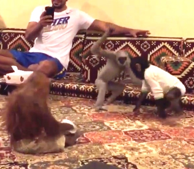A video frame from a Kuwait home showing a gibbon attacking a baby chimpanzee while an infant orangutan looks on