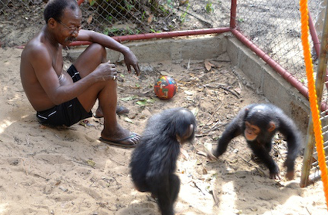 PEGAS Rescues Two Young Chimpanzees in Liberia