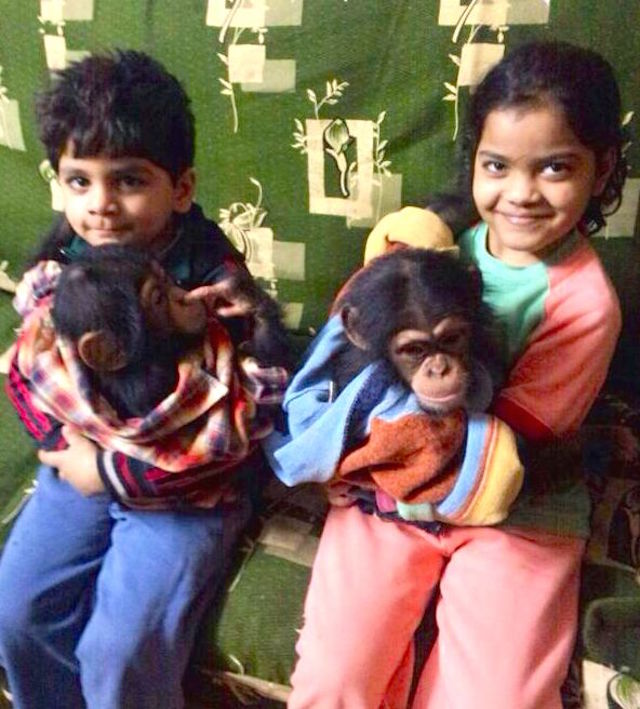 Newly arrived baby chimpanzees often become children’s pets, as here in Egypt