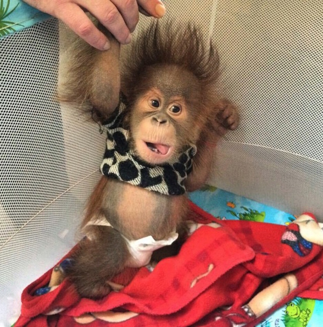 This tiny orangutan trafficked to Turkey can’t be more than a few weeks old