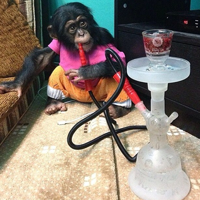 E-Bay for Great Apes in the Middle East