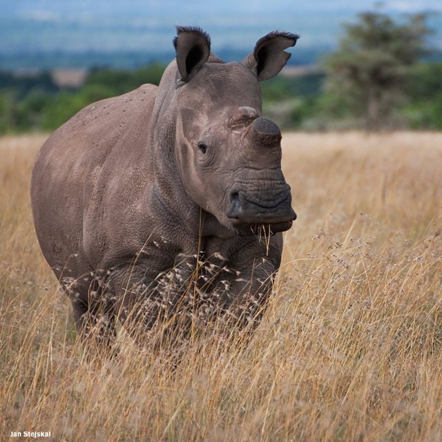 Could Recent Stem Cell Research Save the Northern White Rhino?