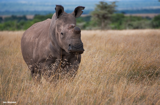 Could Recent Stem Cell Research Save the Northern White Rhino?