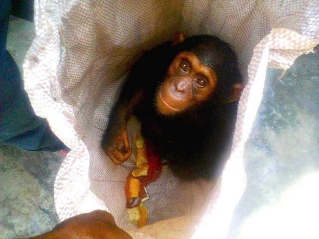 Fiston sent PEGAS a photo of the chimpanzee that was offered for sale in Kinshasa soon after PEGAS left the country