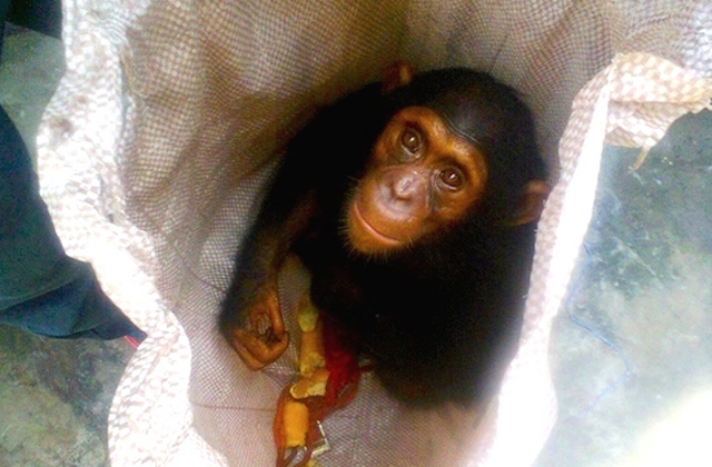 PEGAS exposes wildlife traffickers to the authorities. Will they act?