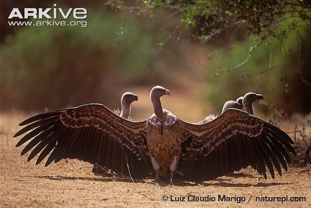 Photo from ARKive of the Rueppell’s griffon (Gyps rueppellii) - http://www.arkive.org/rueppells-griffon/gyps-rueppellii/image-G29544.html