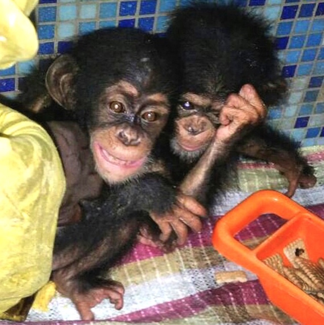 The chimpanzees arrive in Dubai in March 2015, frightened and traumatized from the long journey.