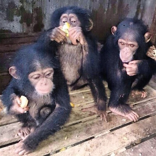 The three chimpanzees FS came to Ghana to buy