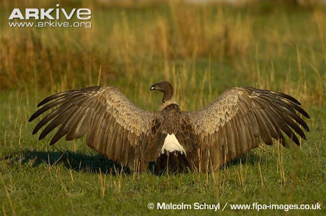Photo from ARKive of the White-backed vulture (Gyps africanus) - http://www.arkive.org/white-backed-vulture/gyps-africanus/image-G30139.html