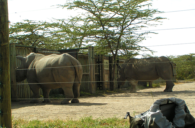 Enhanced Fencing for the Endangered Species Enclosure