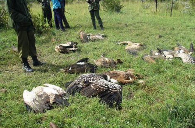 Critically Endangered Vultures Poisoned in Laikipia