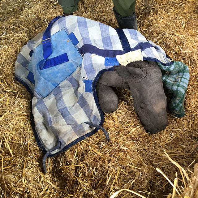 Meet Ringo the Rhino: Abandoned Baby Rhino Has Starr Connections