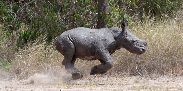 RingoRhinoAirborneCrop
