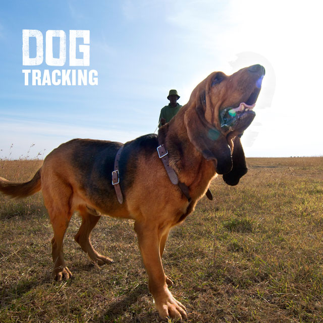 Dog Tracking