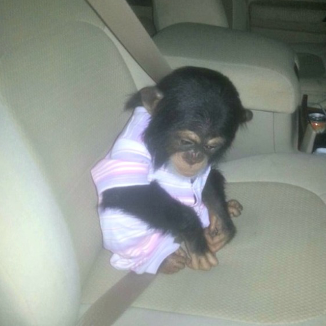 Help Us Put Pressure on Qatar to Relocate Abused Baby Chimps to Sweetwaters