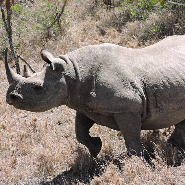 Baby number 4 for black rhino Waya