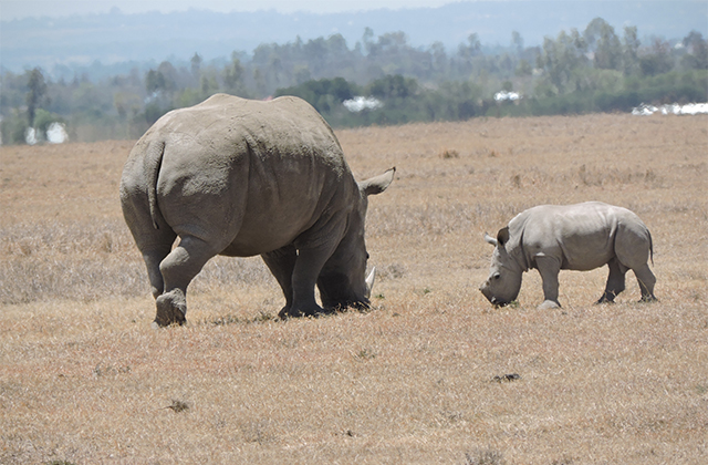 Bring on the Baby Boom