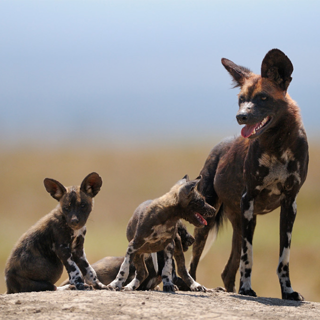 Our Wonderful Wild Dogs