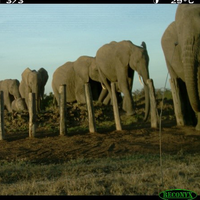 The Secret Life of Ol Pejeta's Elephants
